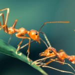 Ant bridge unity